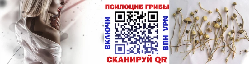 купить  цена  Валуйки  Псилоцибиновые грибы Psilocybe 
